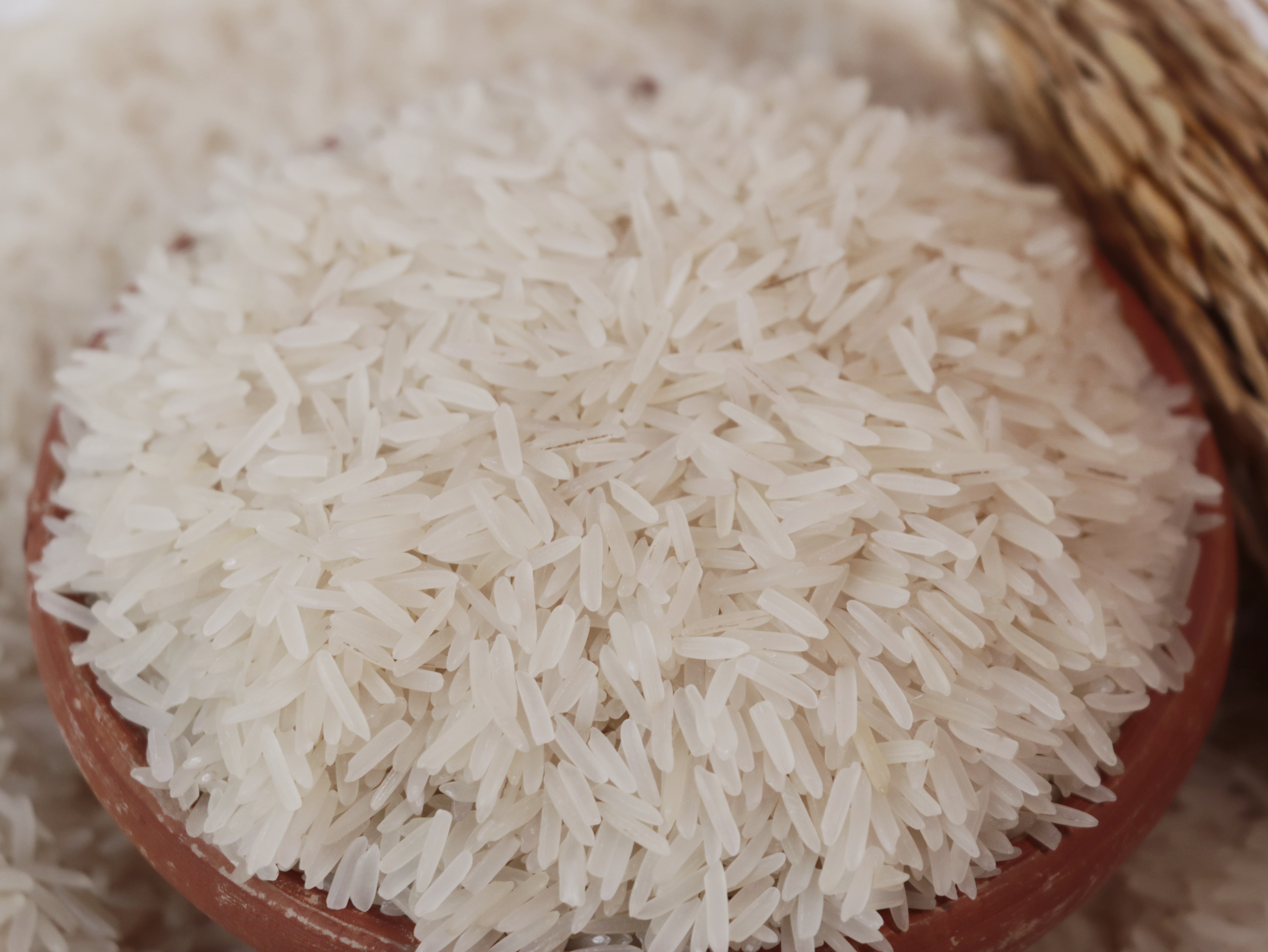 agnija_Rice_1745040849.JPG